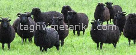 قره قویونلو به معنای دارنده گوسفندان سیاه